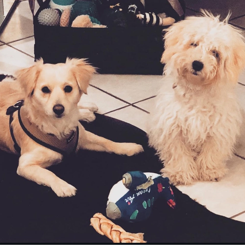 Free Pawentication From Our Expert Team